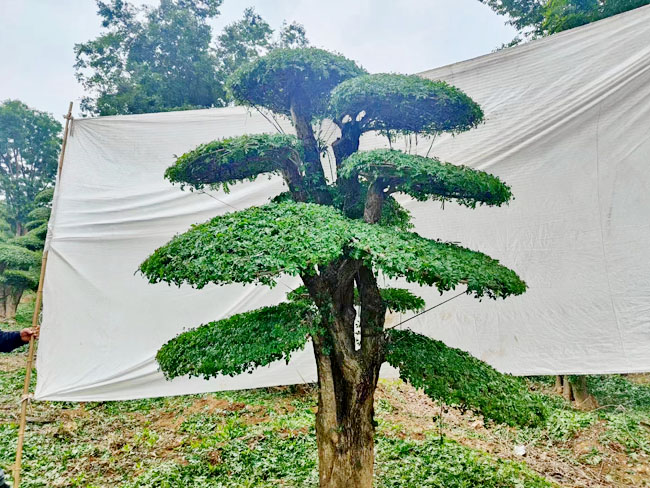 對節(jié)白蠟